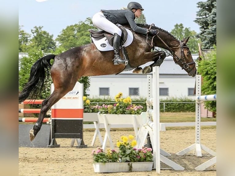 Warmblood suizo Semental Potro (05/2024) 173 cm Castaño in Wetzikon ZH