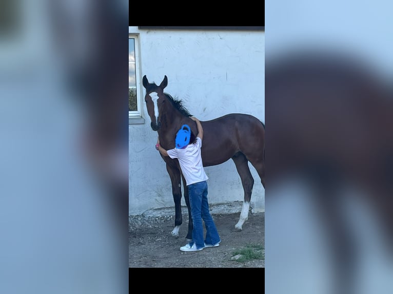 Warmblood suizo Semental Potro (04/2025) Castaño in Windlach