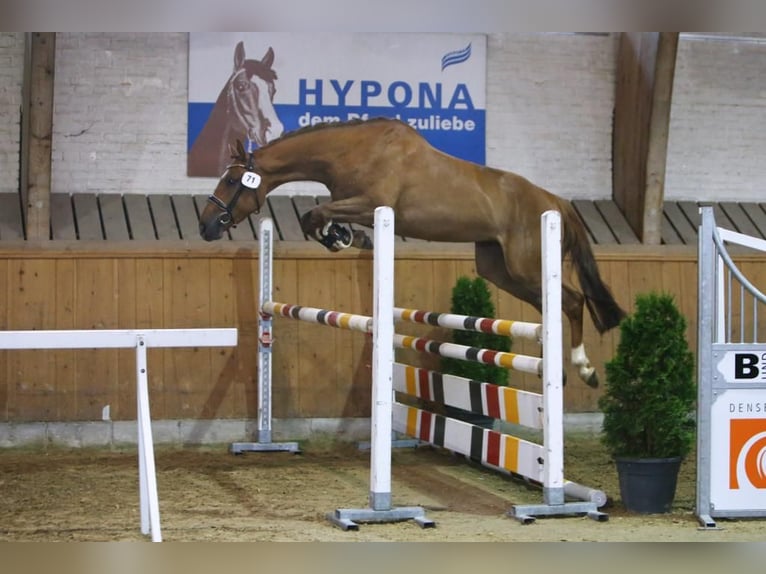 Warmblood suizo Semental Potro (01/2026) Castaño in Châtelat