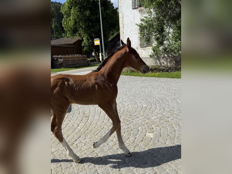 Warmblood suizo Semental Potro (01/2026) Castaño in Châtelat