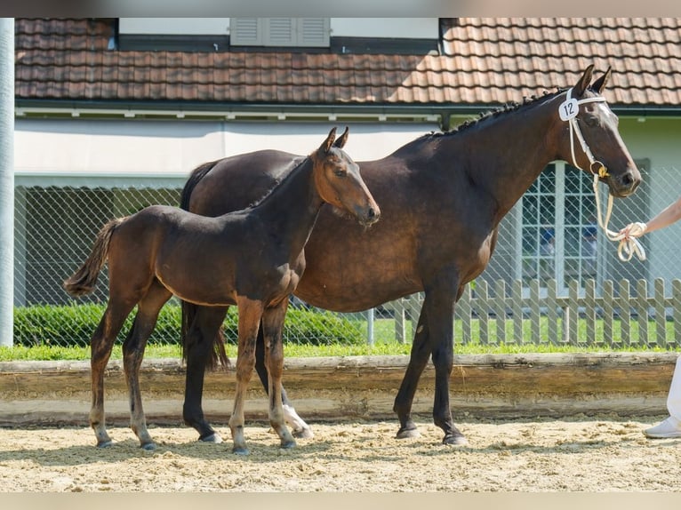 Warmblood suizo Semental Potro (04/2024) Castaño oscuro in Gränichen