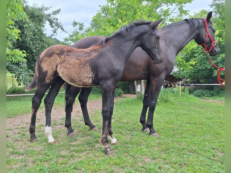 Warmblood suizo Semental Potro (02/2026) Morcillo in Altishofen