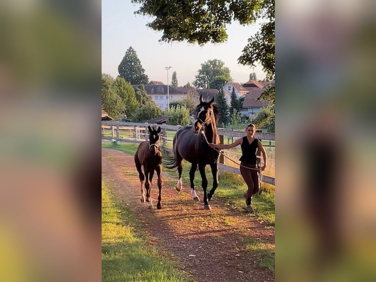 Warmblood suizo Semental Potro (05/2024) Negro in Hindelbank