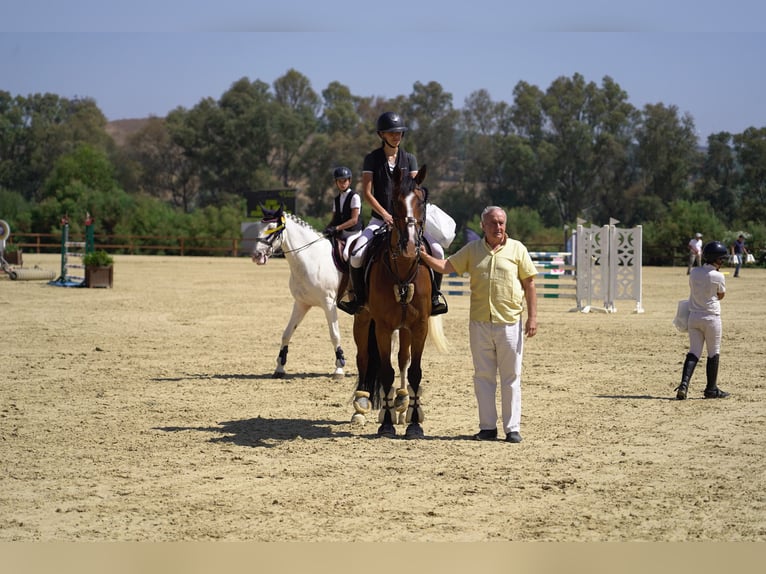 Warmblood suizo Yegua 10 años 165 cm Bayo in Marbella