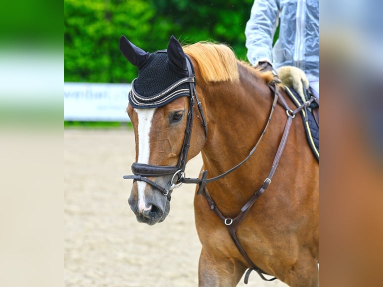 Warmblood suizo Yegua 10 años 166 cm Alazán in Ipsach