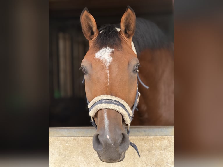 Warmblood suizo Yegua 10 años 170 cm Castaño in Biel-Benken
