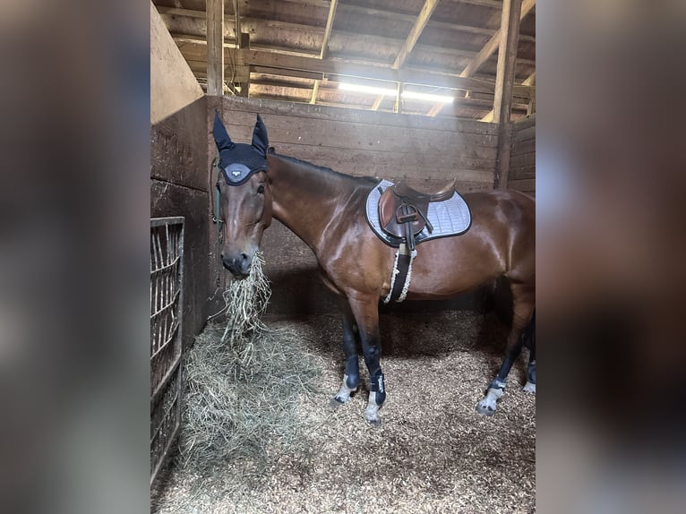 Warmblood suizo Yegua 10 años 173 cm Castaño oscuro in manorville