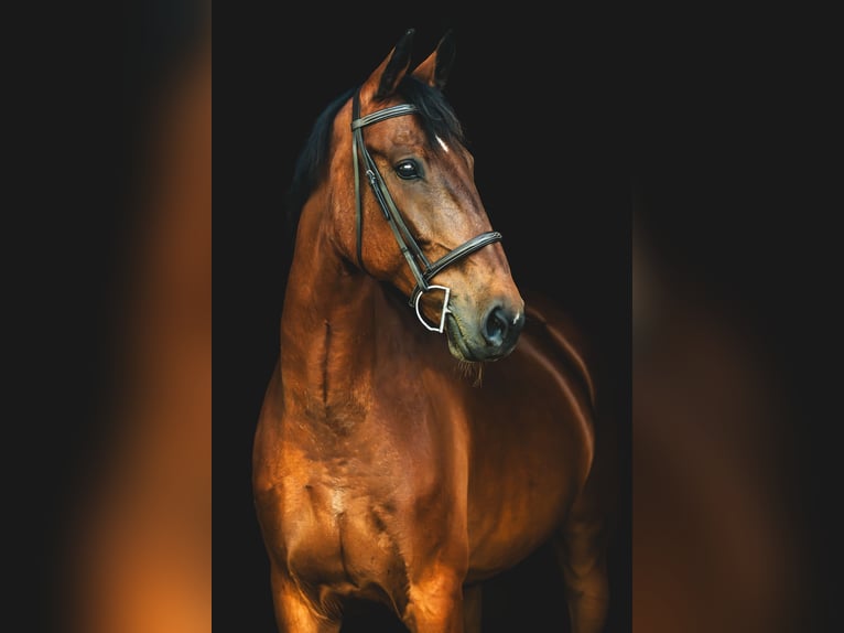 Warmblood suizo Yegua 10 años 173 cm Castaño oscuro in manorville