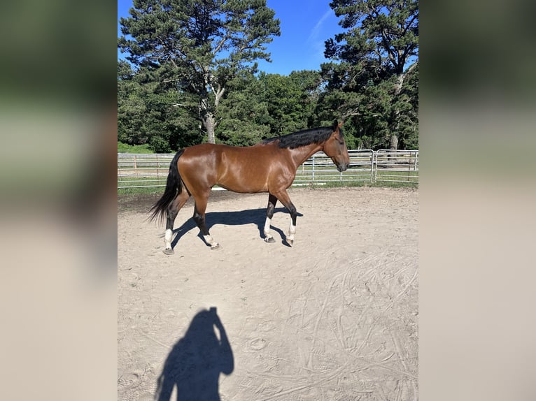 Warmblood suizo Yegua 10 años 173 cm Castaño oscuro in manorville