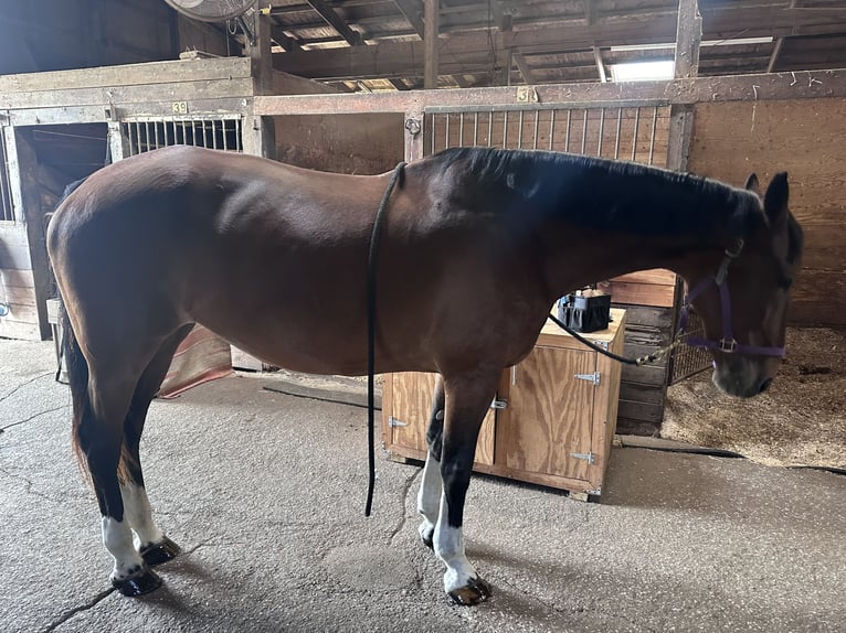 Warmblood suizo Yegua 10 años 173 cm Castaño oscuro in manorville