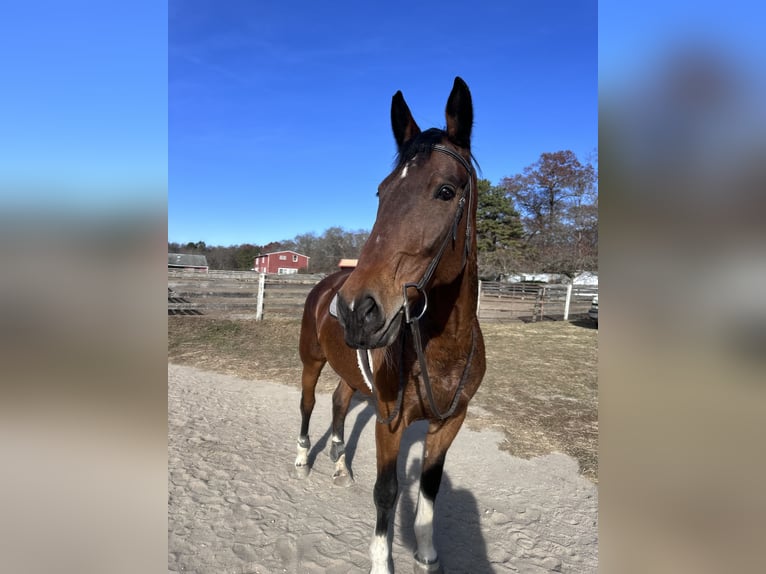 Warmblood suizo Yegua 10 años 173 cm Castaño oscuro in manorville