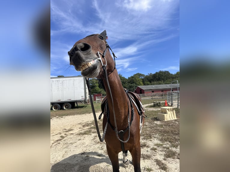 Warmblood suizo Yegua 10 años 173 cm Castaño oscuro in manorville