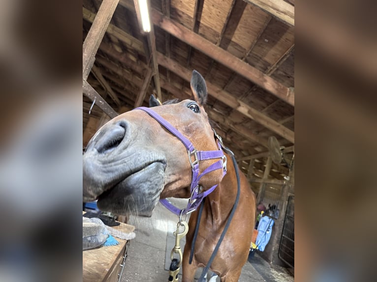 Warmblood suizo Yegua 10 años 173 cm Castaño oscuro in manorville