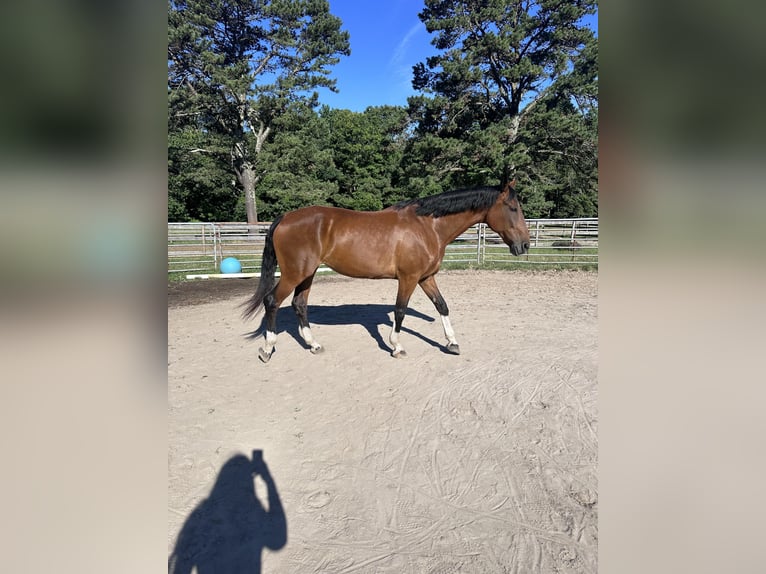 Warmblood suizo Yegua 10 años 173 cm Castaño oscuro in manorville