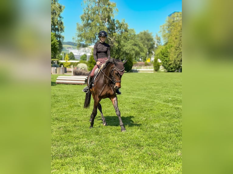 Warmblood suizo Yegua 11 años 160 cm Castaño oscuro in Bern