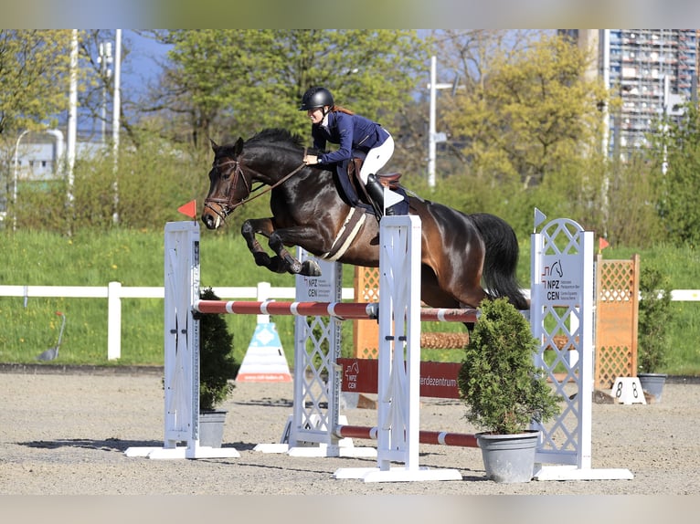 Warmblood suizo Yegua 11 años 160 cm Castaño oscuro in Bern