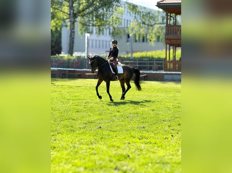 Warmblood suizo Yegua 11 años 160 cm Castaño oscuro in Bern
