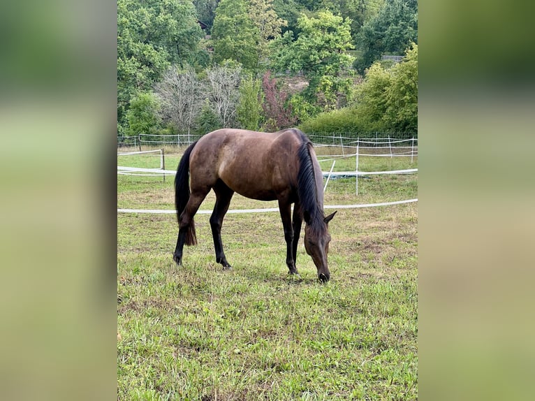 Warmblood suizo Yegua 11 años 164 cm Castaño in Bern