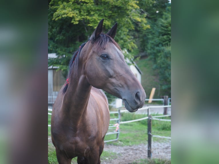 Warmblood suizo Yegua 11 años 164 cm Castaño in Bern