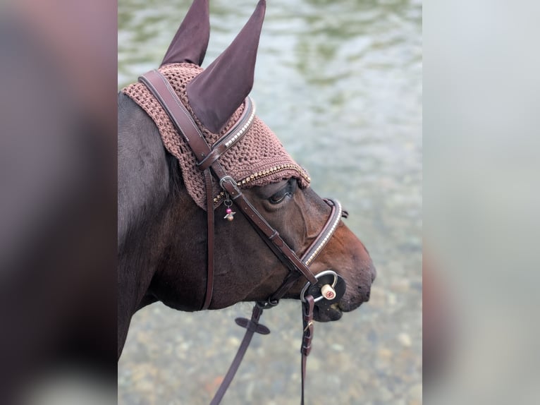 Warmblood suizo Yegua 11 años 168 cm  in Zuzwil SG