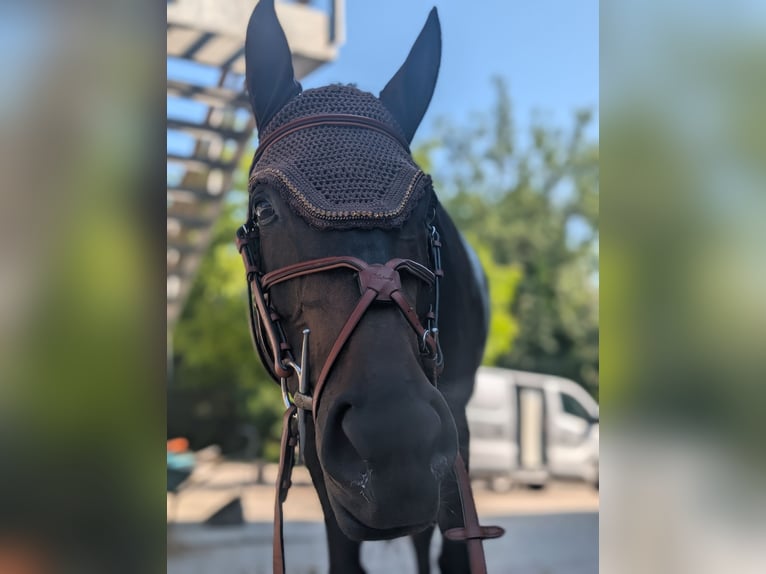 Warmblood suizo Yegua 11 años 168 cm  in Zuzwil SG