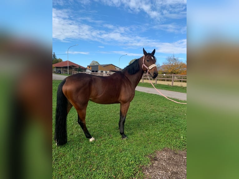 Warmblood suizo Yegua 11 años 168 cm Castaño in Pforzheim