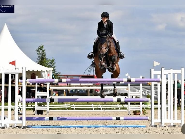 Warmblood suizo Yegua 11 años 172 cm Castaño in Saarbrücken