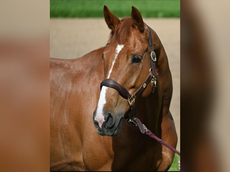 Warmblood suizo Yegua 13 años 173 cm Alazán in Fehraltorf