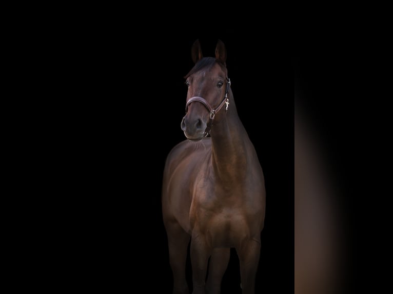 Warmblood suizo Yegua 13 años 173 cm Castaño in Büren an der Aaare