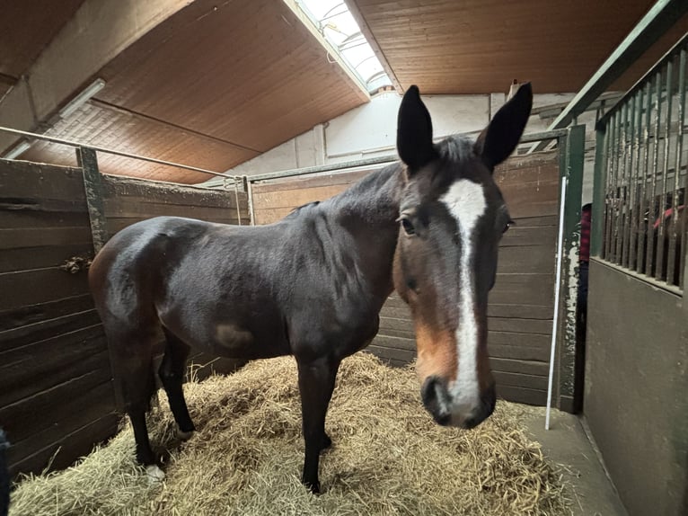 Warmblood suizo Yegua 14 años 165 cm Castaño in Rosenheim