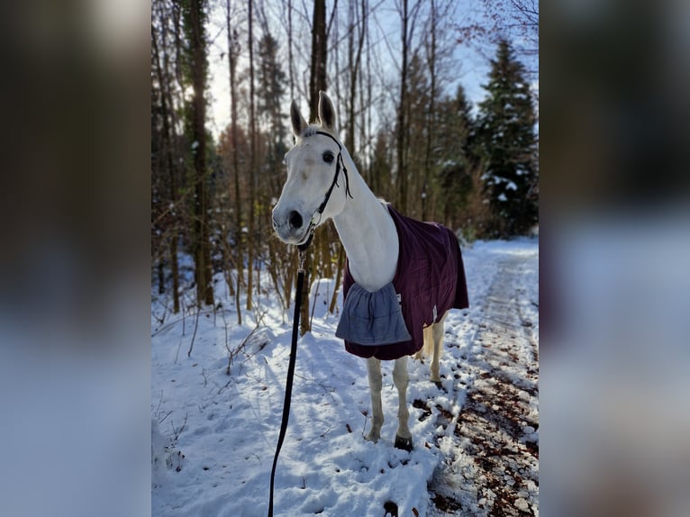 Warmblood suizo Yegua 14 años 170 cm Tordo in Oberbüren