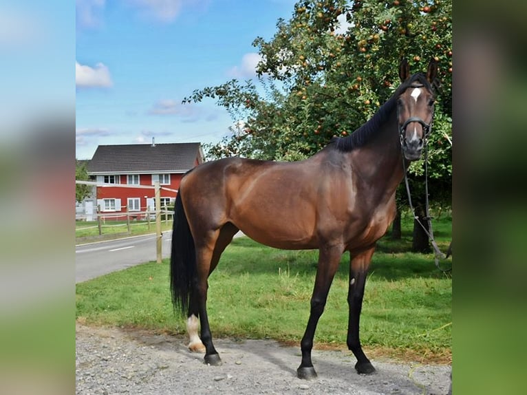 Warmblood suizo Mestizo Yegua 14 años 178 cm Castaño in Hohentannen