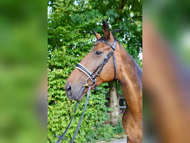 Warmblood suizo Mestizo Yegua 16 años 165 cm Castaño in Kirchheim unter Teck