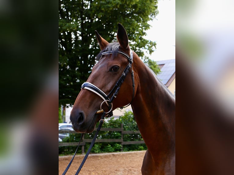 Warmblood suizo Mestizo Yegua 16 años 165 cm Castaño in Kirchheim unter Teck