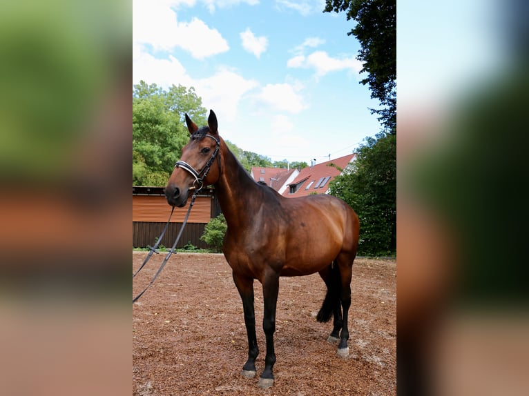 Warmblood suizo Mestizo Yegua 16 años 165 cm Castaño in Kirchheim unter Teck