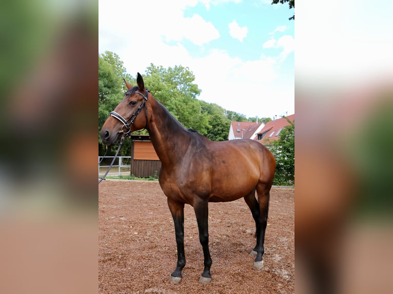 Warmblood suizo Mestizo Yegua 16 años 165 cm Castaño in Kirchheim unter Teck
