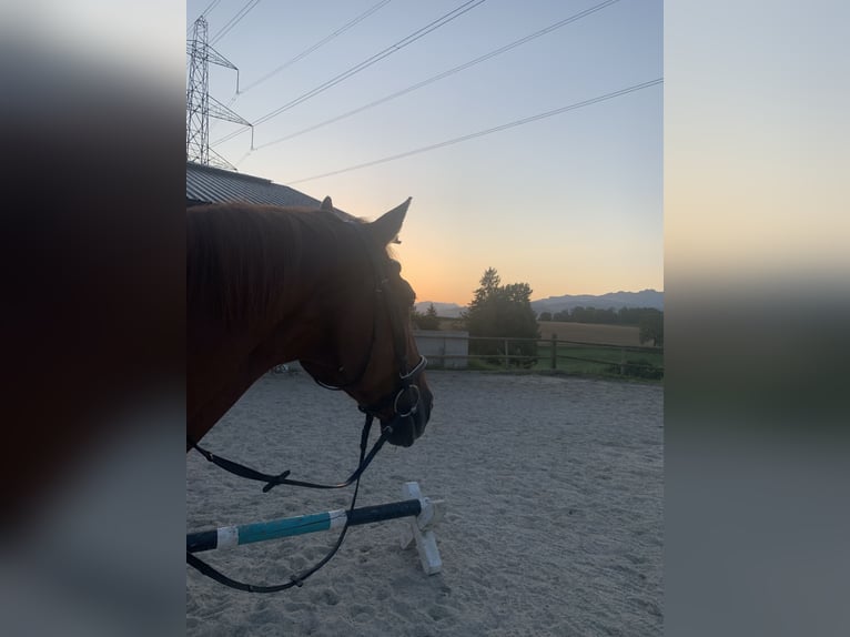 Warmblood suizo Yegua 28 años 165 cm Alazán in Längenbühl