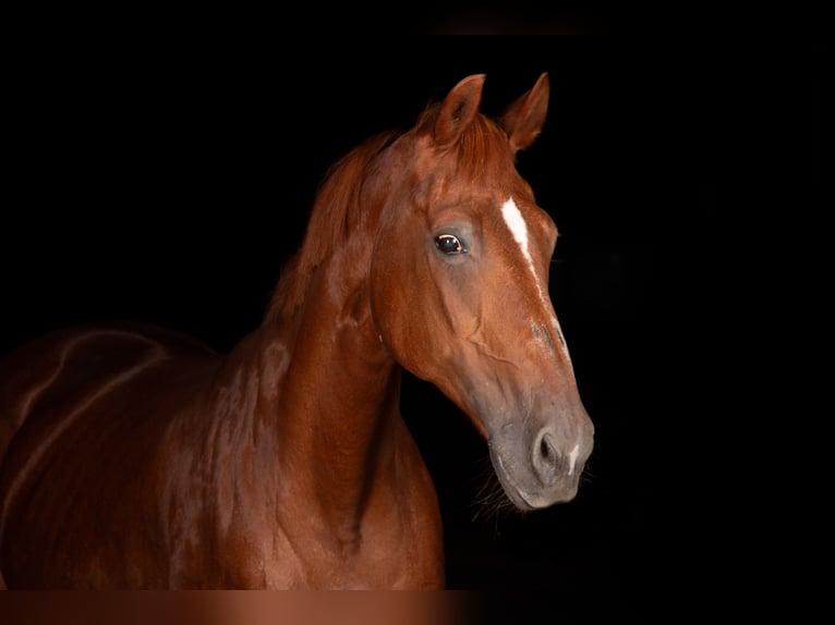 Warmblood suizo Yegua 28 años 165 cm Alazán in Längenbühl