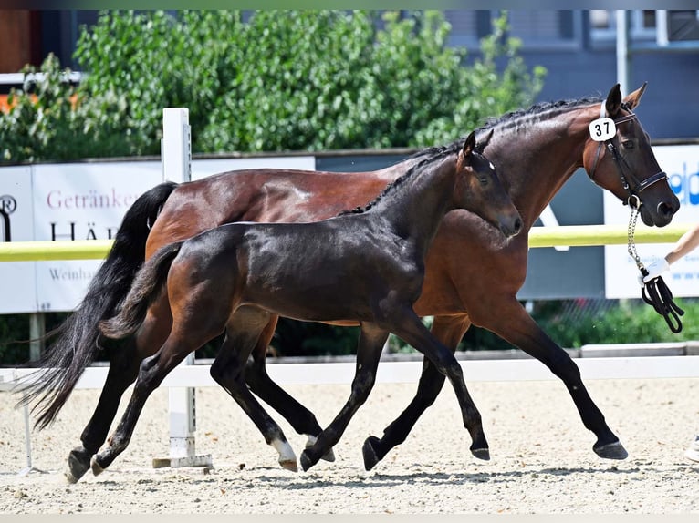 Warmblood suizo Yegua 2 años 165 cm Castaño in St. Ursen
