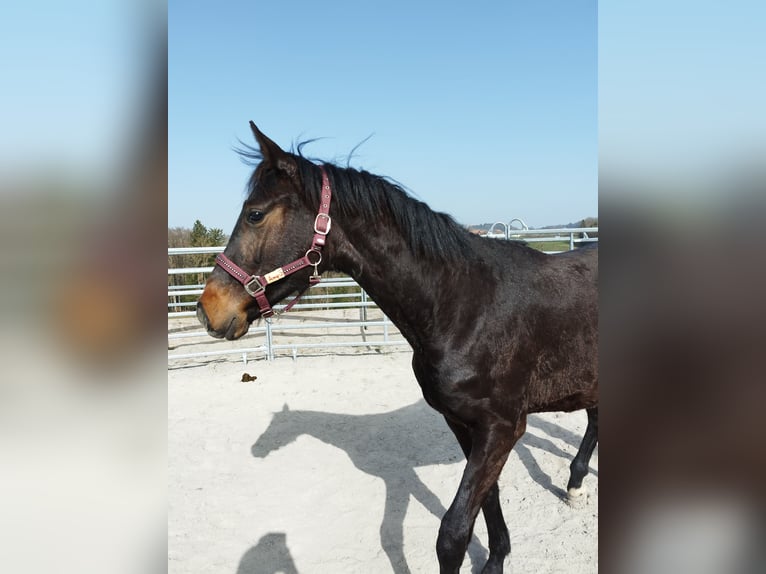 Warmblood suizo Yegua 2 años 165 cm Castaño in St. Ursen