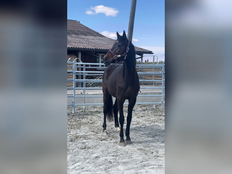 Warmblood suizo Yegua 2 años 165 cm Castaño in St. Ursen