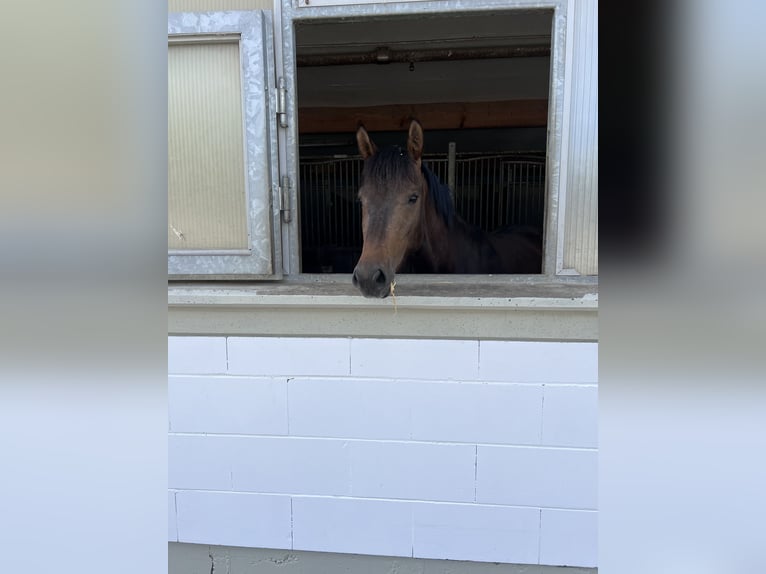 Warmblood suizo Yegua 3 años 157 cm Castaño in Frauenfeld