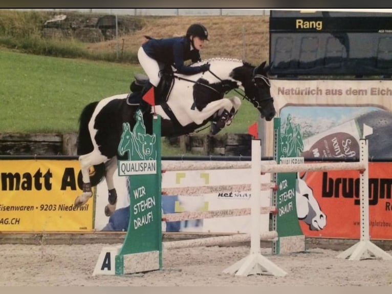 Warmblood suizo Yegua 3 años 157 cm Castaño in Frauenfeld