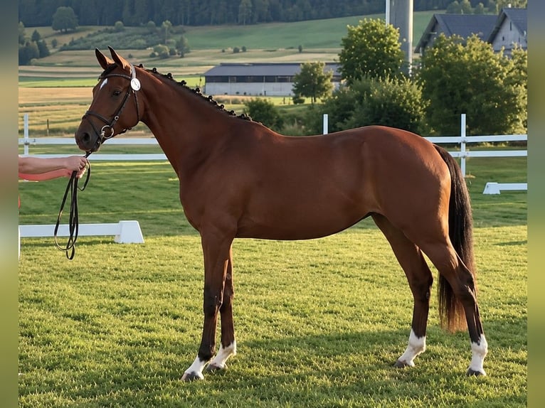 Warmblood suizo Yegua 3 años 161 cm Castaño in Eschenz