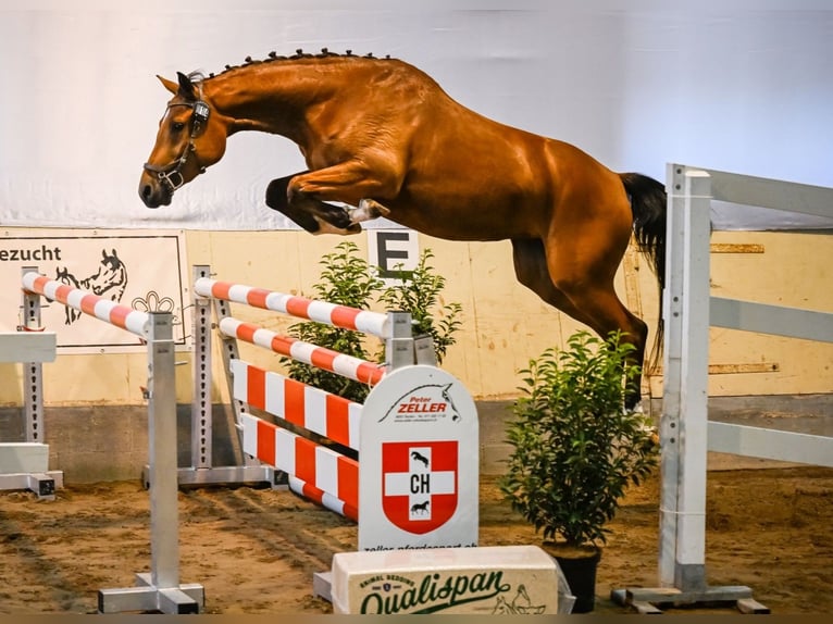 Warmblood suizo Yegua 3 años 161 cm Castaño in Eschenz