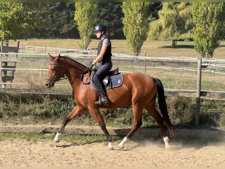 Warmblood suizo Yegua 3 años 161 cm Castaño in Eschenz