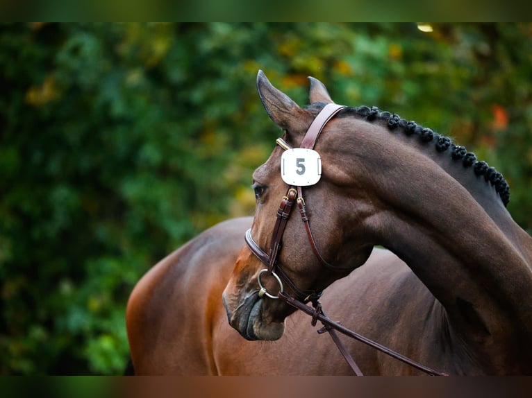 Warmblood suizo Yegua 3 años 167 cm Castaño oscuro in Rickenbach LU