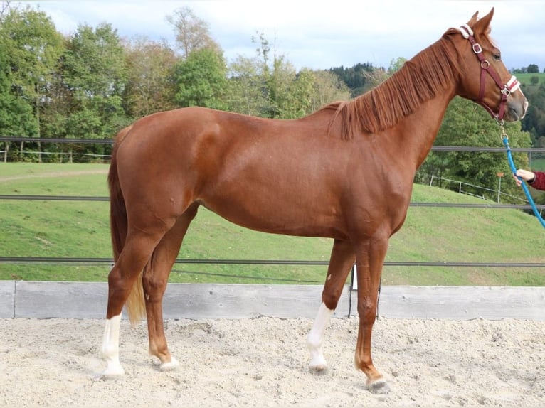 Warmblood suizo Yegua 3 años 168 cm Alazán in Wolhusen