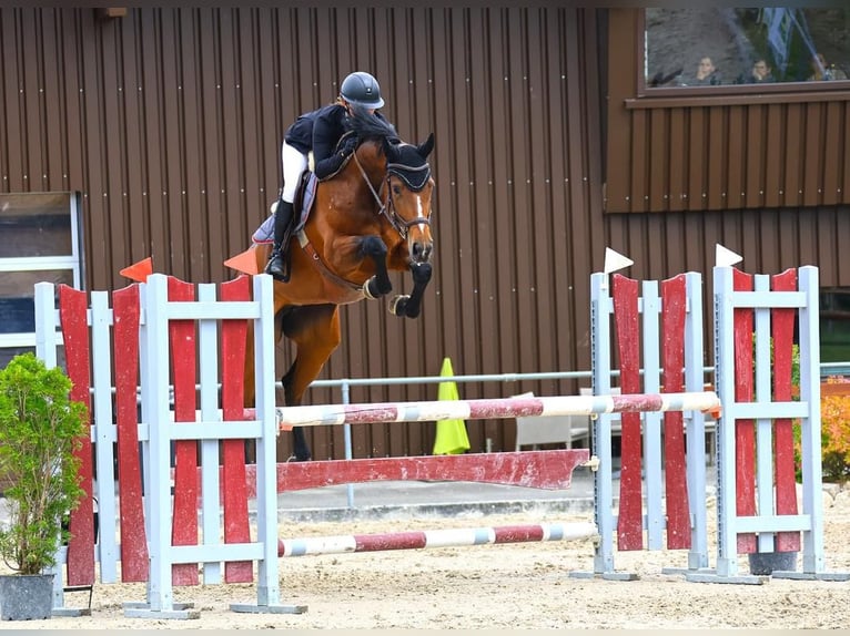 Warmblood suizo Yegua 3 años 169 cm Castaño oscuro in Niederwangen b. Bern