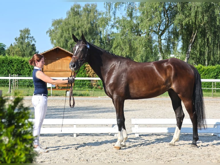 Warmblood suizo Yegua 3 años 169 cm Castaño oscuro in Niederwangen b. Bern